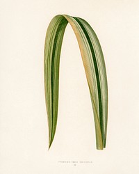Variegated New Zealand Flax (Phormium Tenax Variegatum). Digitally enhanced from our own 1929 edition of New and Rare Beautiful-Leaved Plants by Benjamin Fawcett (1808-1893) for Shirley Hibberd&rsquo;s (1825-1890).