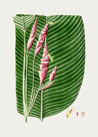 Han drawn calathea lutea. Original from Biodiversity Heritage Library. Digitally enhanced by rawpixel.
