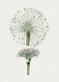 Hand drawn white blood lily. Original from Biodiversity Heritage Library. Digitally enhanced by rawpixel.