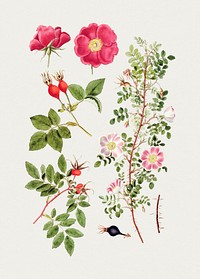 Hand drawn pink burnet rose. Original from Biodiversity Heritage Library. Digitally enhanced by rawpixel.