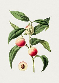 Hand drawn peach. Original from Biodiversity Heritage Library. Digitally enhanced by rawpixel.