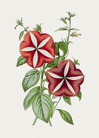 Hand drawn red petunia. Original from Biodiversity Heritage Library. Digitally enhanced by rawpixel.
