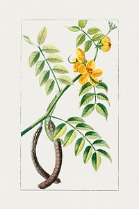 Vintage coffee senna flower. Original from Biodiversity Heritage Library. Digitally enhanced by rawpixel.