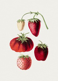 Hand drawn strawberry. Original from Biodiversity Heritage Library. Digitally enhanced by rawpixel.