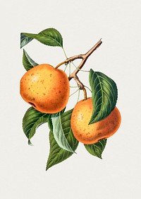 Hand drawn Asian pear. Original from Biodiversity Heritage Library. Digitally enhanced by rawpixel.