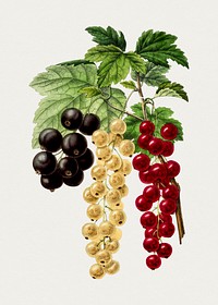 Hand drawn currants. Original from Biodiversity Heritage Library. Digitally enhanced by rawpixel.