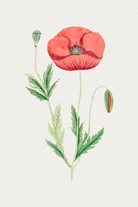 Hand drawn red poppy. Original from Biodiversity Heritage Library. Digitally enhanced by rawpixel.