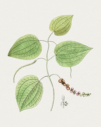 Hand drawn fresh peppercorn. Original from Biodiversity Heritage Library. Digitally enhanced by rawpixel.