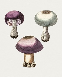 Hand darwn violet webcap mushroom. Original from Biodiversity Heritage Library. Digitally enhanced by rawpixel.