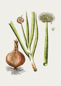 Hand drawn Welsh onion. Original from Biodiversity Heritage Library. Digitally enhanced by rawpixel.