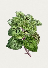 Hand drawn coleus plant. Original from Biodiversity Heritage Library. Digitally enhanced by rawpixel.