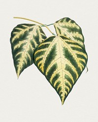 Hand drawn caladium bicolorf leaf. Original from Biodiversity Heritage Library. Digitally enhanced by rawpixel.