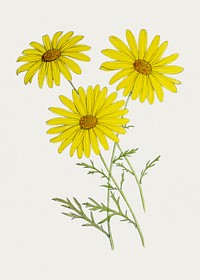 Hand drawn yellow chrysanthemum. Original from Biodiversity Heritage Library. Digitally enhanced by rawpixel.