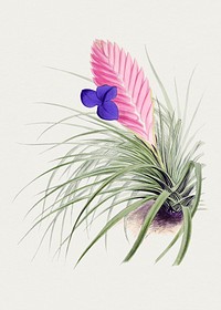 Hand drawn pink quill. Original from Biodiversity Heritage Library. Digitally enhanced by rawpixel.