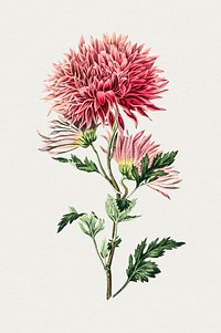 Hand drawn pink chrysanthemum. Original from Biodiversity Heritage Library. Digitally enhanced by rawpixel.