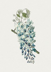 Vintage blue Chinese wisteria flower. Original from Biodiversity Heritage Library. Digitally enhanced by rawpixel.