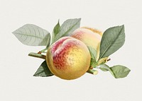 Hand drawn peach. Original from Biodiversity Heritage Library. Digitally enhanced by rawpixel.