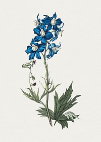 Hand drawn blue flower. Original from Biodiversity Heritage Library. Digitally enhanced by rawpixel.