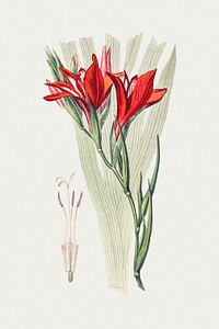 Hand drawn red sword lily. Original from Biodiversity Heritage Library. Digitally enhanced by rawpixel.