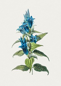 Hand drawn willow gentian. Original from Biodiversity Heritage Library. Digitally enhanced by rawpixel.