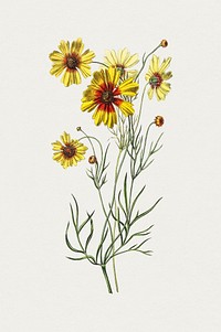 Hand drawn tickseed. Original from Biodiversity Heritage Library. Digitally enhanced by rawpixel.