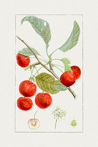 Hand drawn red cherries. Original from Biodiversity Heritage Library. Digitally enhanced by rawpixel.