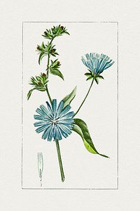 Hand drawn blue chicory. Original from Biodiversity Heritage Library. Digitally enhanced by rawpixel.
