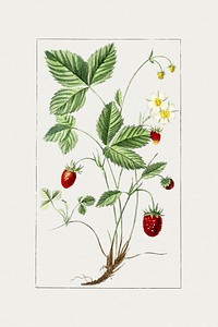 Hand drawn strawberry. Original from Biodiversity Heritage Library. Digitally enhanced by rawpixel.