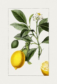 Hand drawn lemon. Original from Biodiversity Heritage Library. Digitally enhanced by rawpixel.