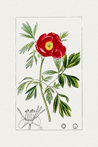 Hand drawn red peony. Original from Biodiversity Heritage Library. Digitally enhanced by rawpixel.