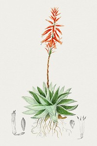 Hand drawn aloe perfoliata. Original from Biodiversity Heritage Library. Digitally enhanced by rawpixel.