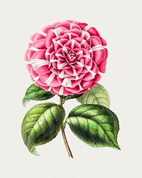 Hand drawn Japanese camellia. Original from Biodiversity Heritage Library. Digitally enhanced by rawpixel.