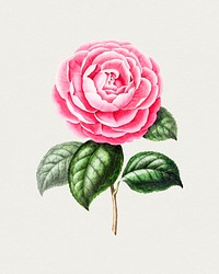 Hand drawn pink camellia. Original from Biodiversity Heritage Library. Digitally enhanced by rawpixel.