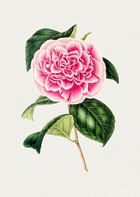 Hand drawn pink camellia. Original from Biodiversity Heritage Library. Digitally enhanced by rawpixel.