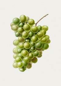 Hand drawn white grapes. Original from Biodiversity Heritage Library. Digitally enhanced by rawpixel.