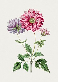 Hand drawn pink and purple chrysanthemum. Original from Biodiversity Heritage Library. Digitally enhanced by rawpixel.