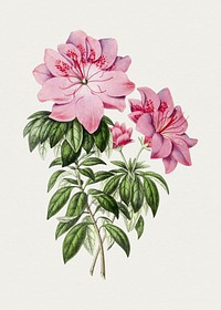 Hand drawn pink azalea flower. Original from Biodiversity Heritage Library. Digitally enhanced by rawpixel.