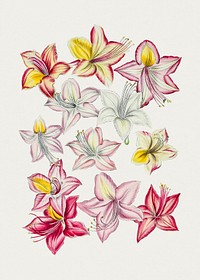 Hand drawn azzlea flowers. Original from Biodiversity Heritage Library. Digitally enhanced by rawpixel.