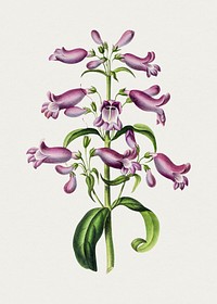 Hand drawn purple beardtongues. Original from Biodiversity Heritage Library. Digitally enhanced by rawpixel.