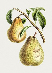 Hand drawn pear. Original from Biodiversity Heritage Library. Digitally enhanced by rawpixel.