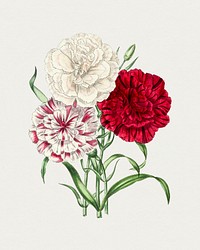 Hand drawn carnations. Original from Biodiversity Heritage Library. Digitally enhanced by rawpixel.