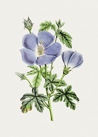 Hand drawn blue hibiscus. Original from Biodiversity Heritage Library. Digitally enhanced by rawpixel.