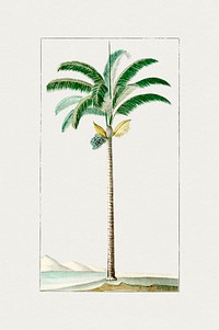 Hand drawn palm tree. Original from Biodiversity Heritage Library. Digitally enhanced by rawpixel.