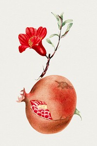 Hand drawn pomegranate. Original from Biodiversity Heritage Library. Digitally enhanced by rawpixel.