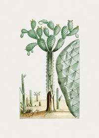 Hand drawn cactus. Original from Biodiversity Heritage Library. Digitally enhanced by rawpixel.