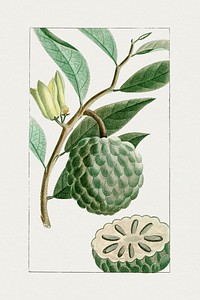 Vintage soursop. Original from Biodiversity Heritage Library. Digitally enhanced by rawpixel.