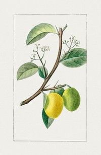 Hand drawn lemon. Original from Biodiversity Heritage Library. Digitally enhanced by rawpixel.