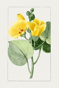 Hand drawn yellow hibiscus flower. Original from Biodiversity Heritage Library. Digitally enhanced by rawpixel.