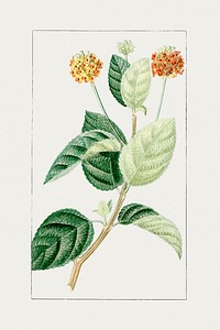 Hand drawn yellow lantana camara. Original from Biodiversity Heritage Library. Digitally enhanced by rawpixel.