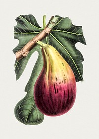 Hand drawn fig. Original from Biodiversity Heritage Library. Digitally enhanced by rawpixel.